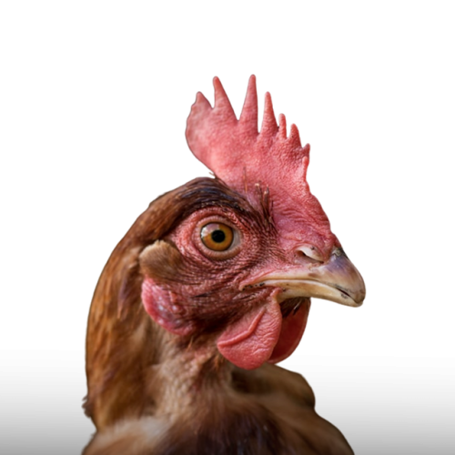 virginia-long--xOtq-3f3i8-unsplash (1)peq